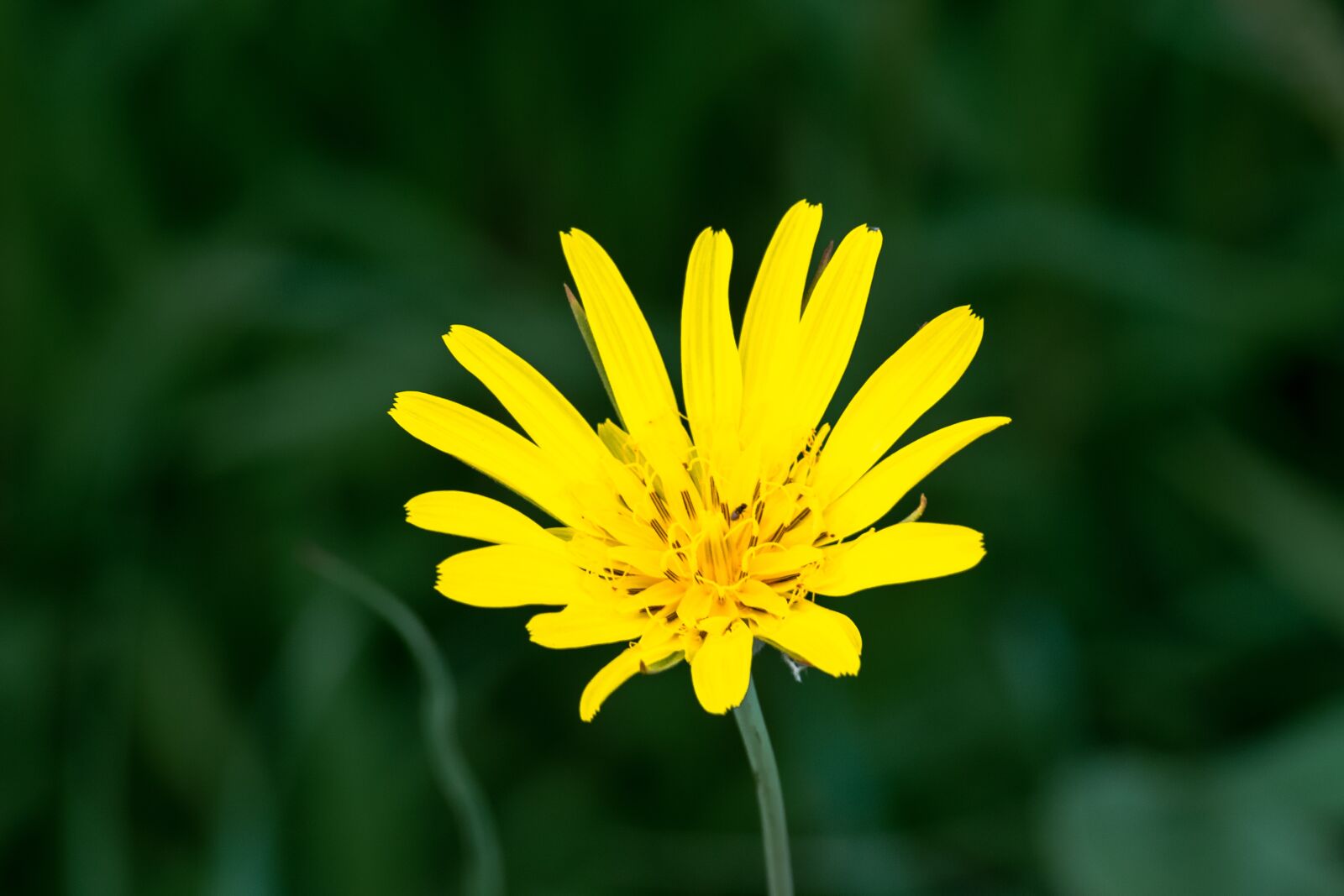 Nikon D3300 sample photo. Yellow, sun, sunflower photography