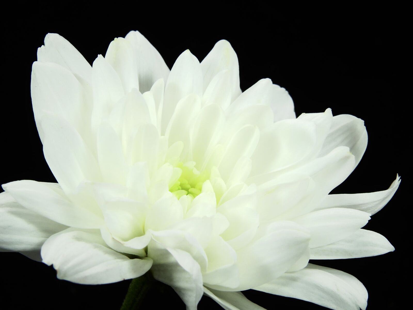 Nikon Coolpix P900 sample photo. Crysantheme, flower, blossom photography