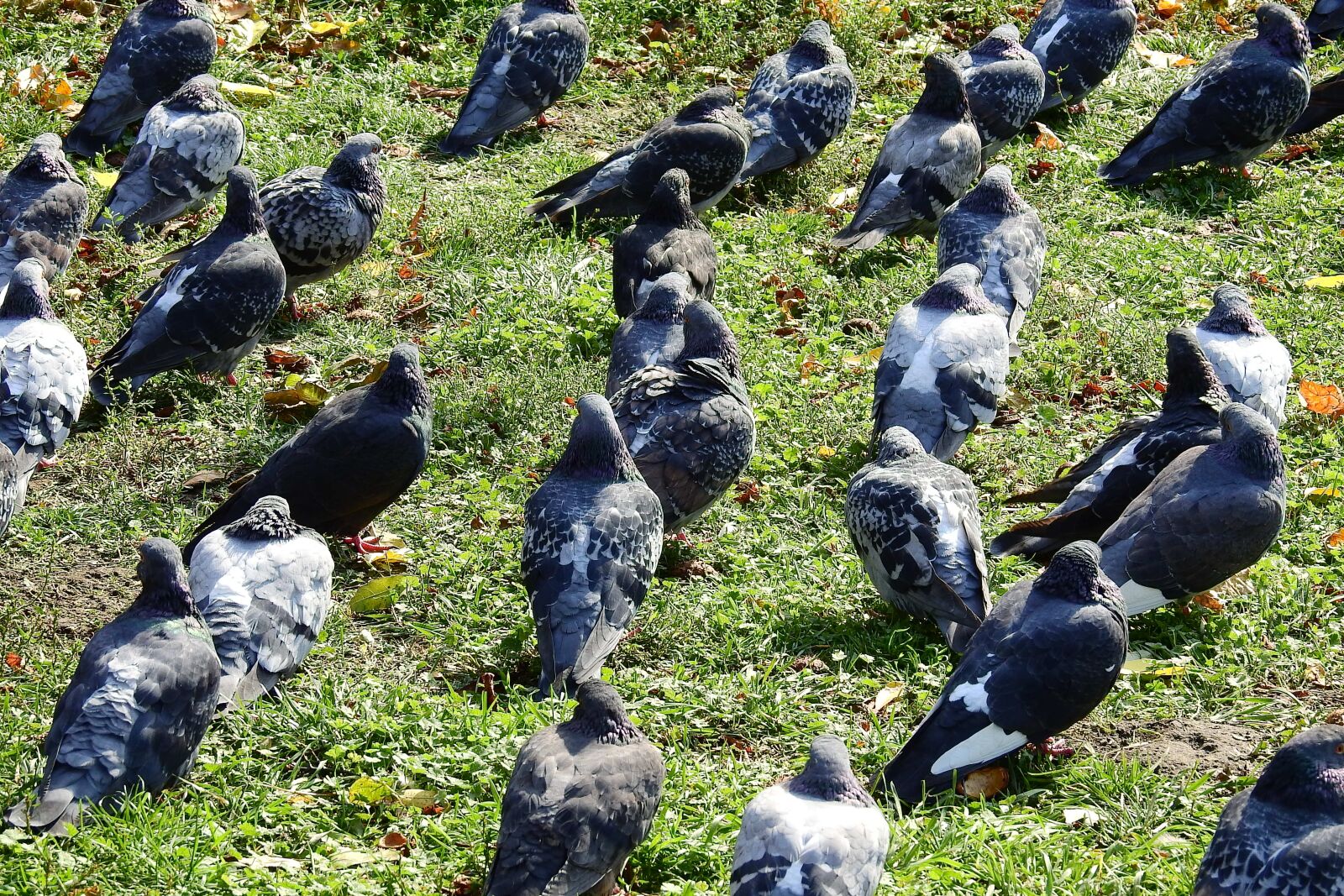 Nikon Coolpix P900 sample photo. Pigeons, birds, nature photography