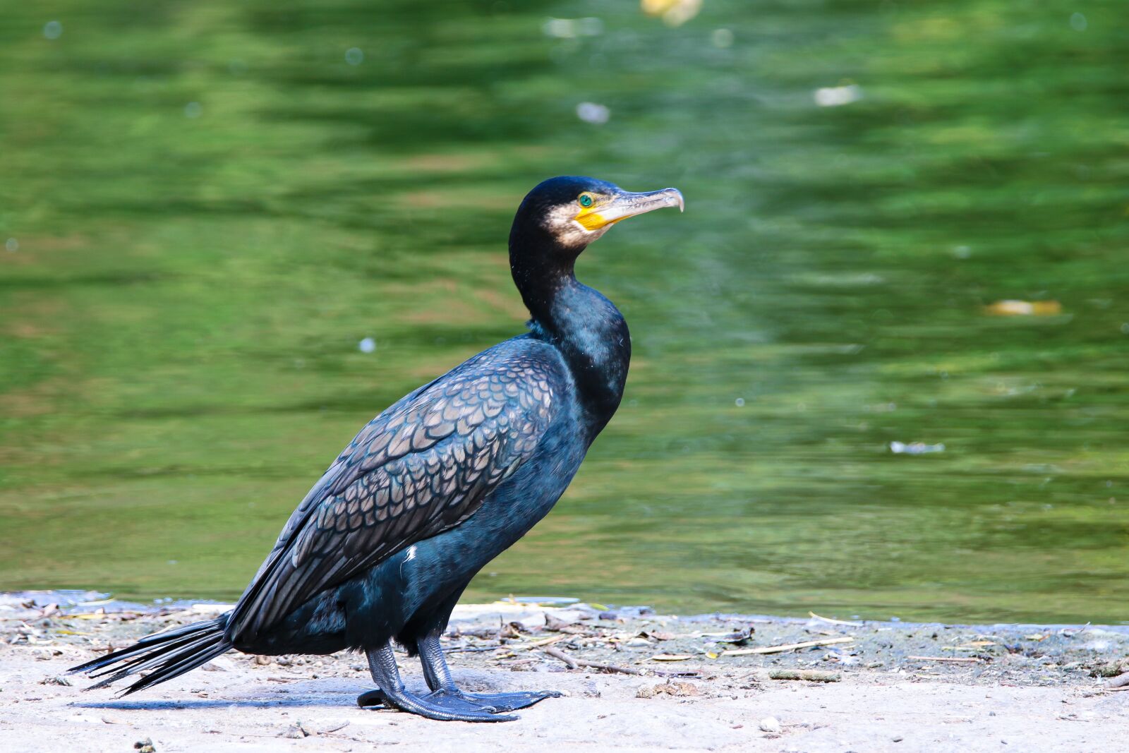 Canon EOS 70D + Tamron SP 150-600mm F5-6.3 Di VC USD sample photo. Animal, bird, cormorant photography