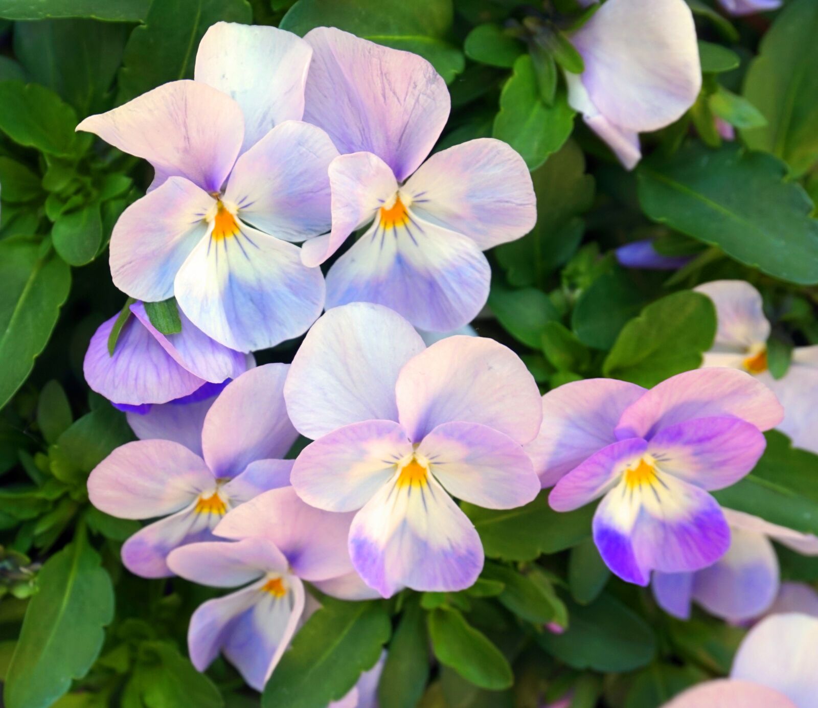 Sony Alpha a5000 (ILCE 5000) sample photo. Pansy, flower, blossom photography