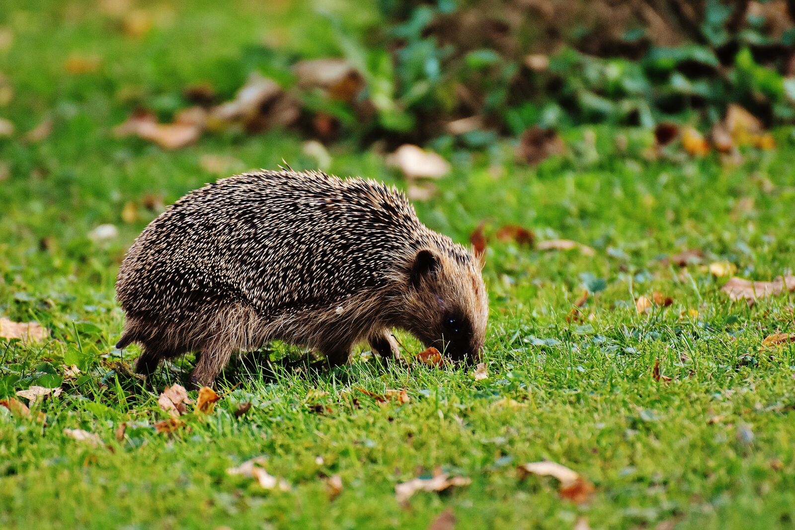 Nikon D7200 sample photo. Hedgehog, animal, spur photography