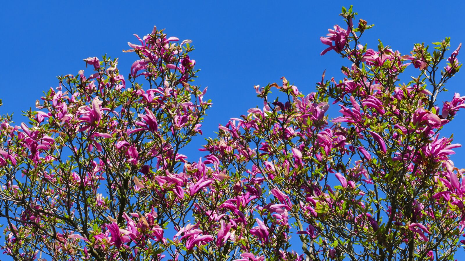 Panasonic Lumix DMC-FZ1000 sample photo. Magnolia, tree, flowers photography