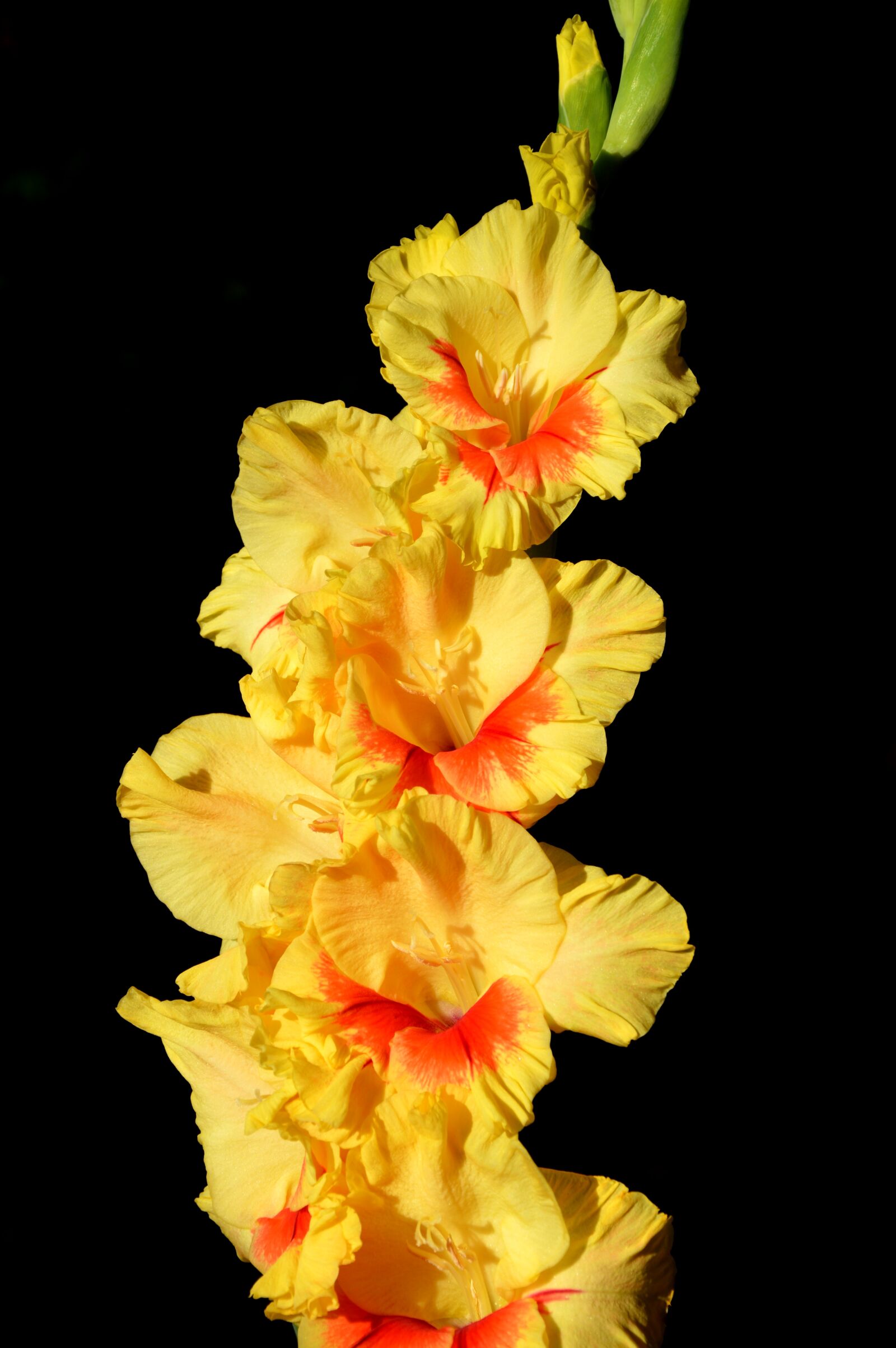 Nikon D3200 sample photo. Gladiolus, gladidus, butterfly greenhouse photography