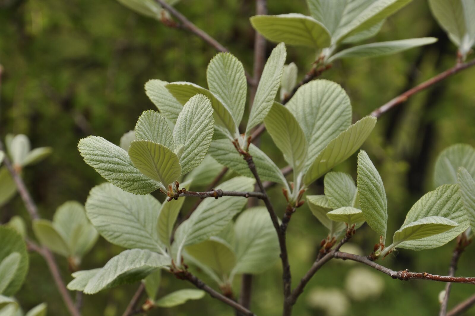Nikon D5000 sample photo. Leaves, spring, tree photography