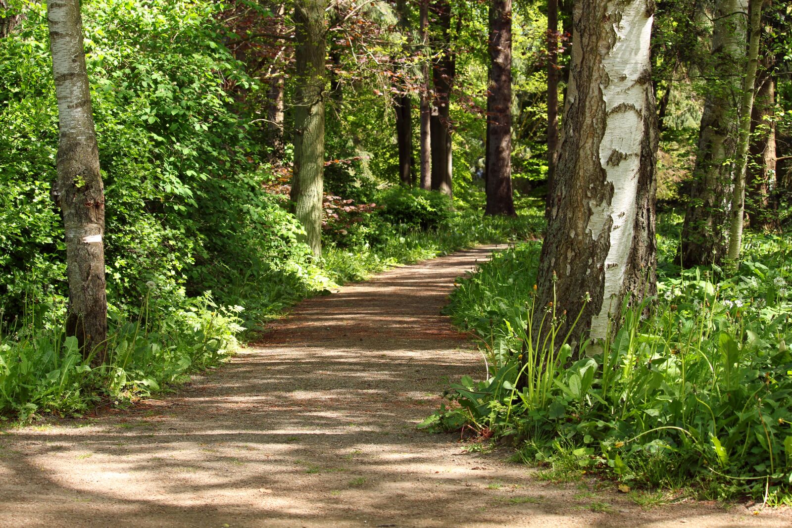 Canon EF-S 55-250mm F4-5.6 IS STM sample photo. Forest path, walk in photography