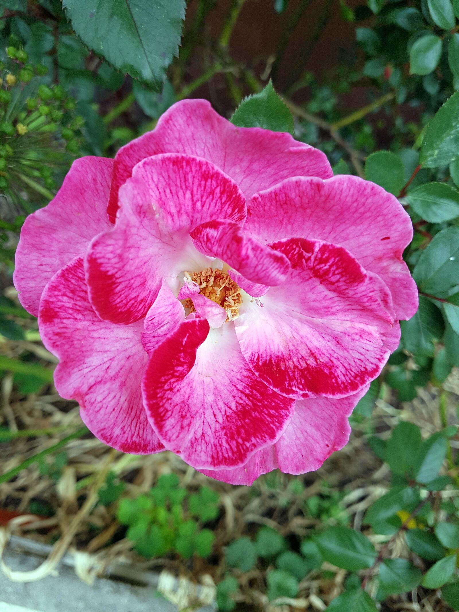 Samsung Galaxy S7 sample photo. Rose, pink, flower photography