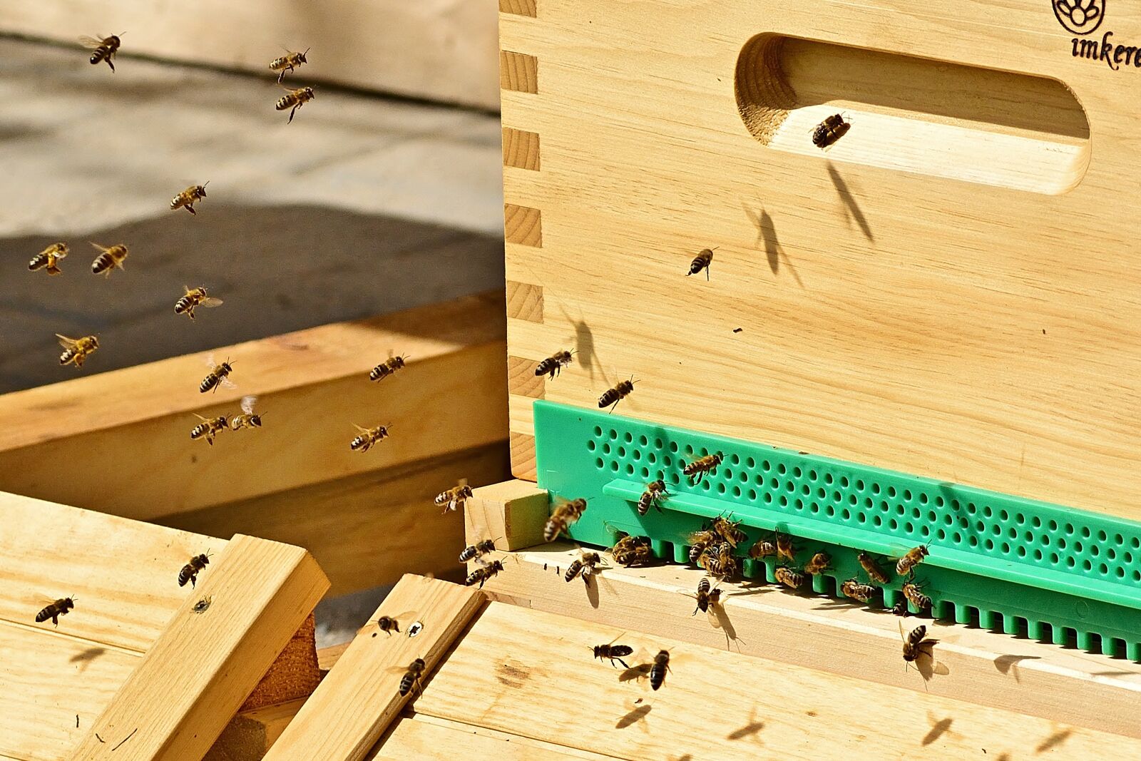Nikon D5200 sample photo. Nature, bees, beekeeper photography