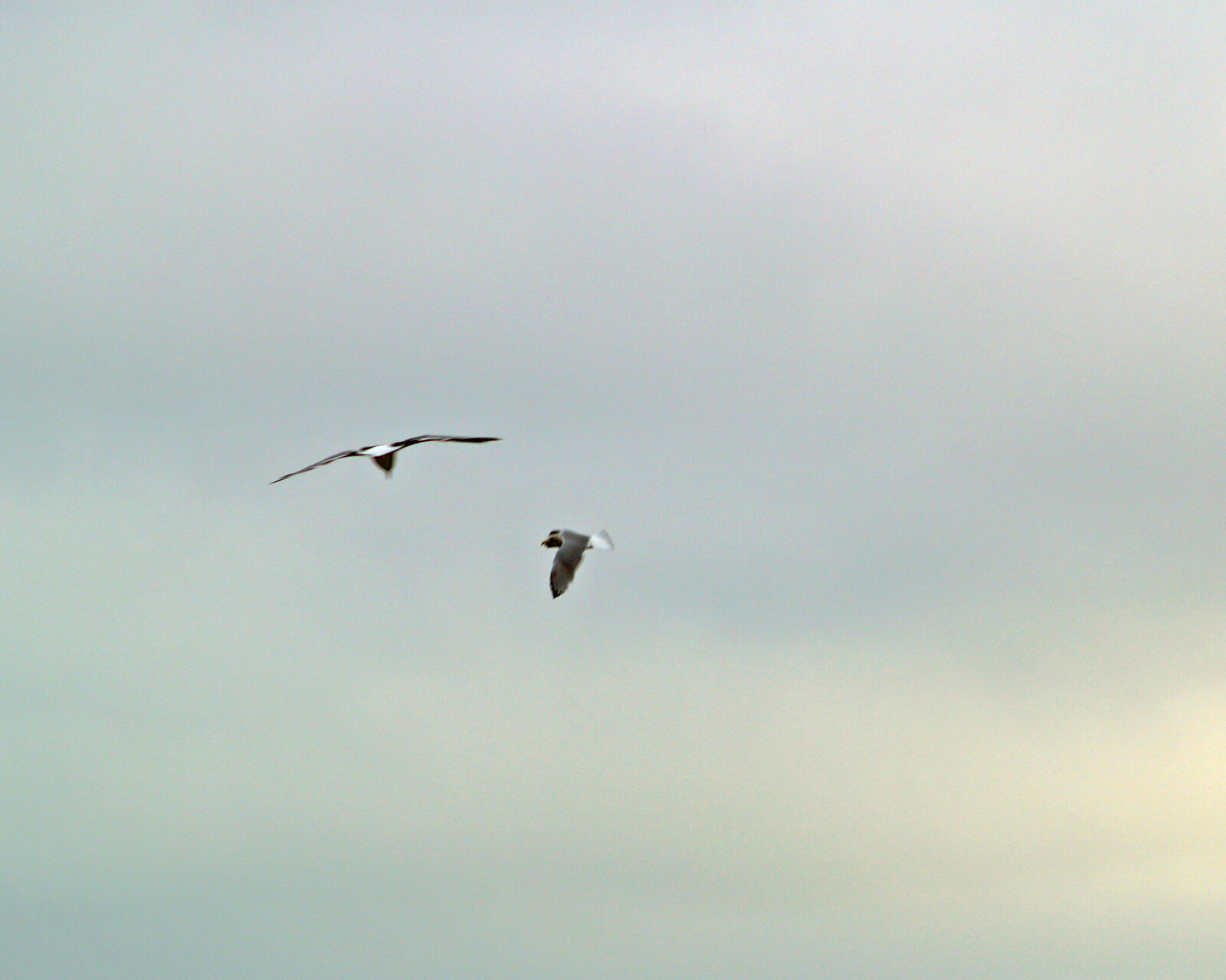 Olympus E-500 (EVOLT E-500) sample photo. Seagulls photography