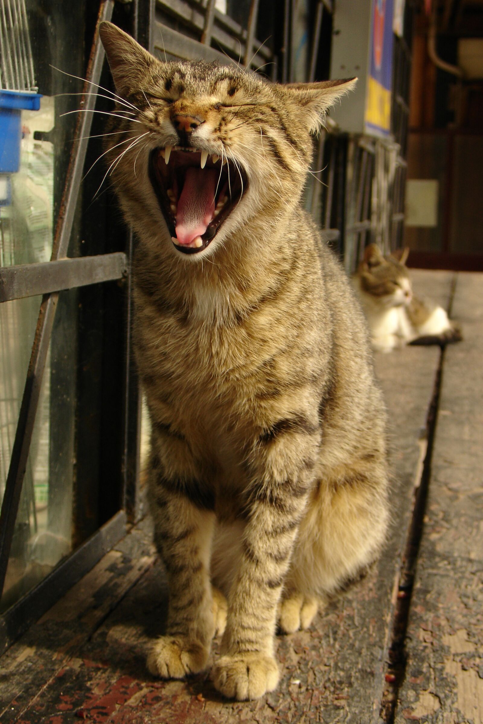 Sony DSC-V3 sample photo. Cat, yawning, teeth photography