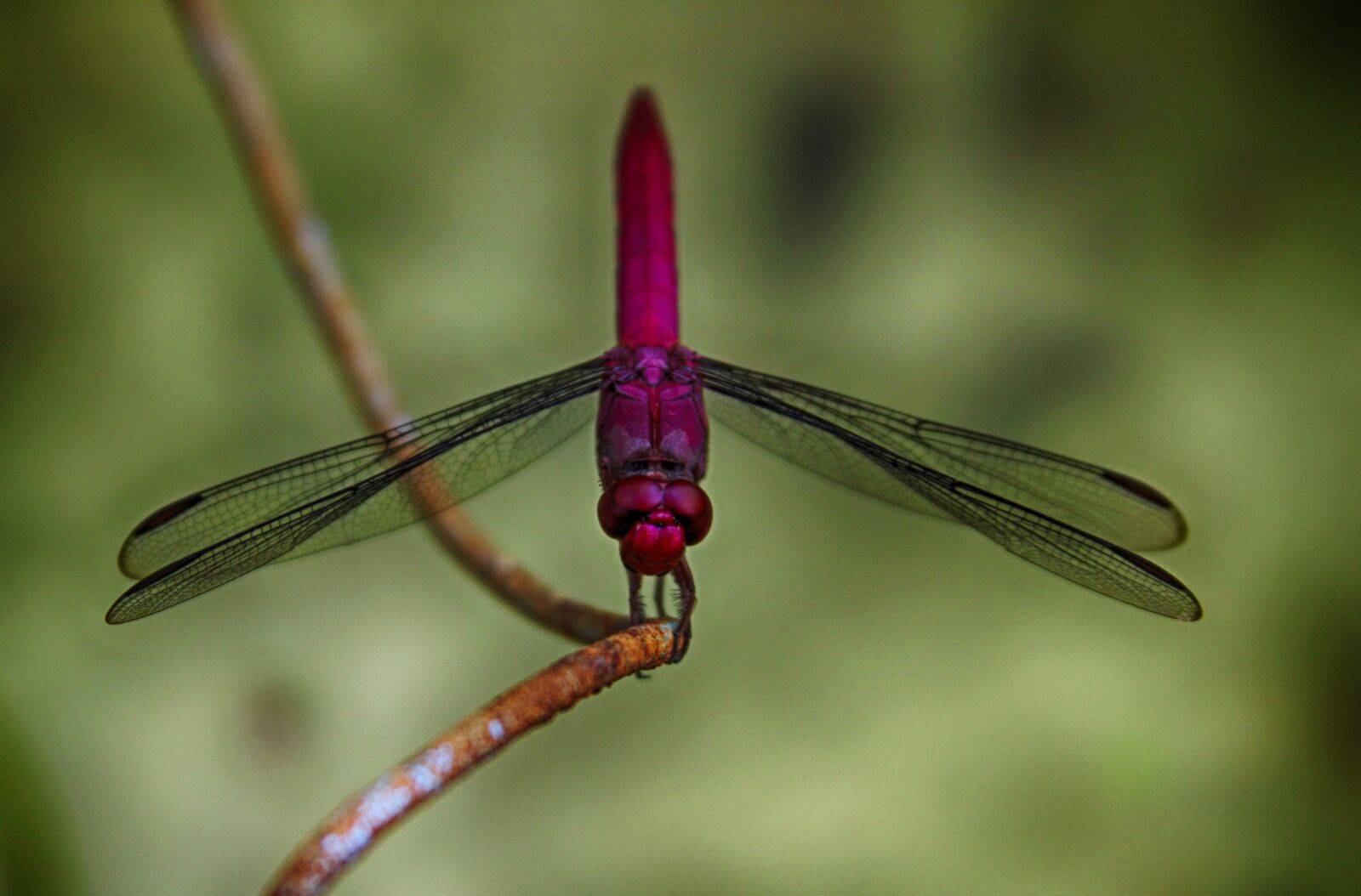 Canon EOS 50D sample photo. Nature, insects, dragonfly photography