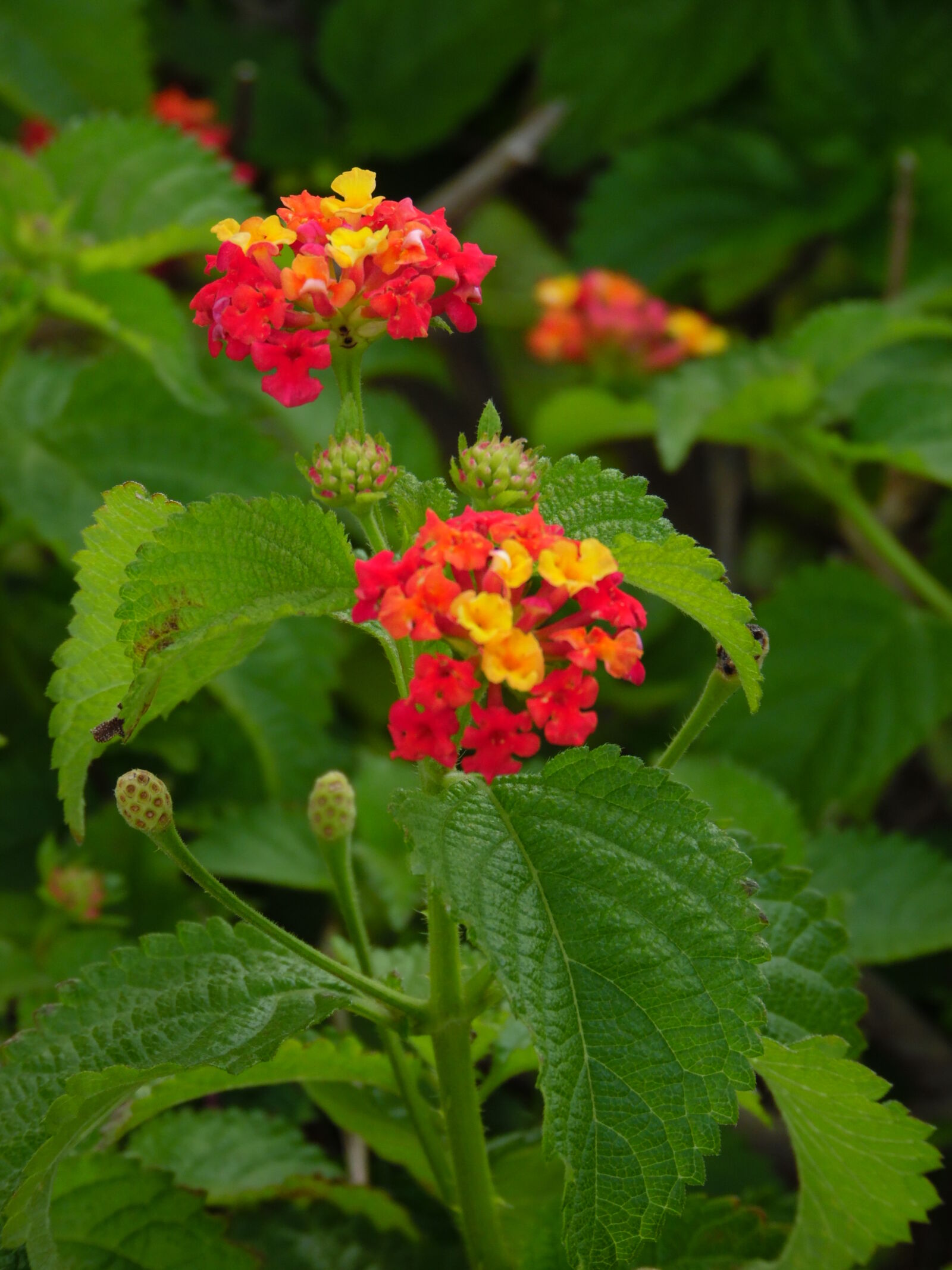 Samsung WB1100F/WB1101F/WB1102F sample photo