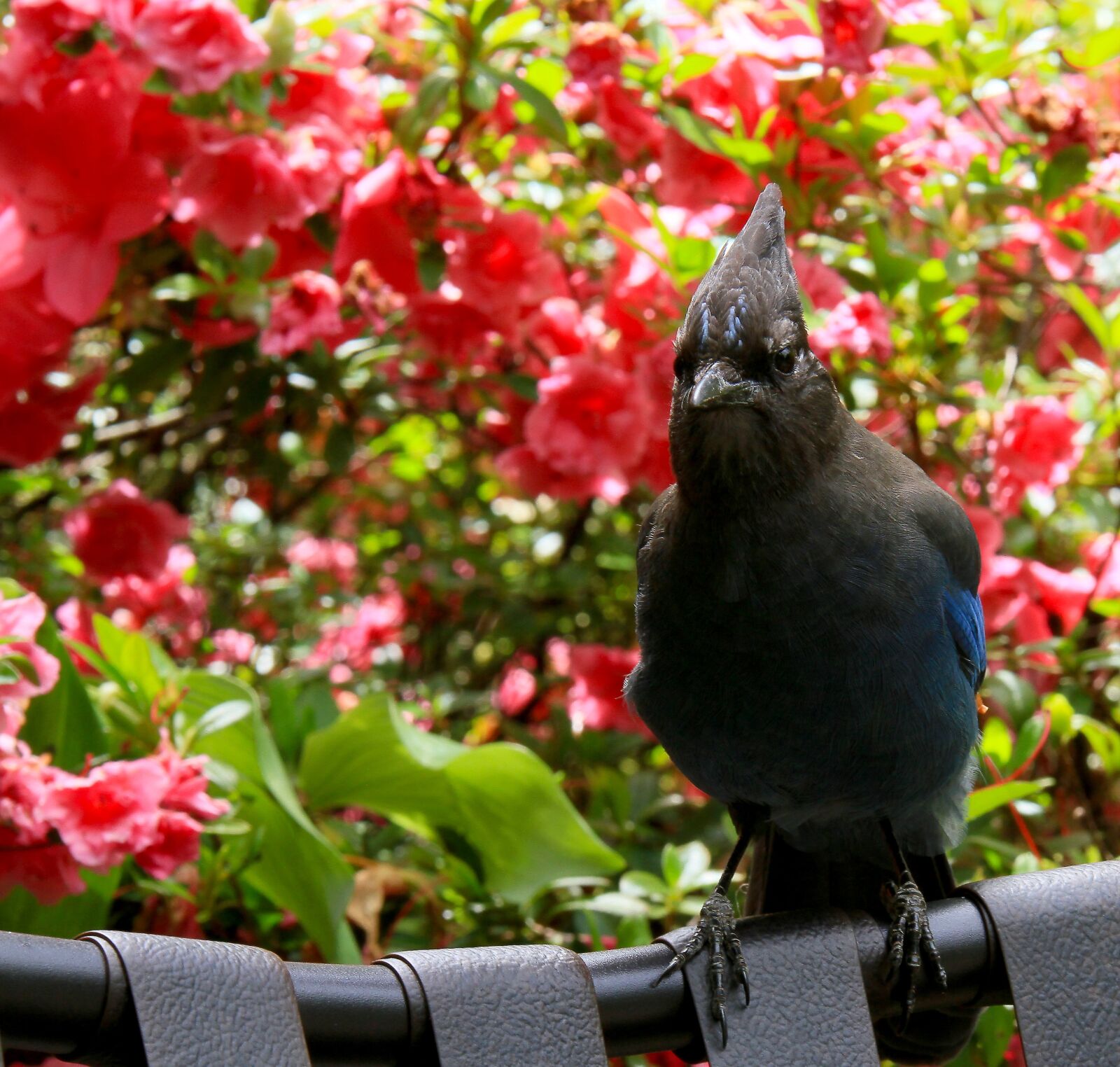 Canon EOS 7D sample photo. Stellar jay, bird, oregon photography