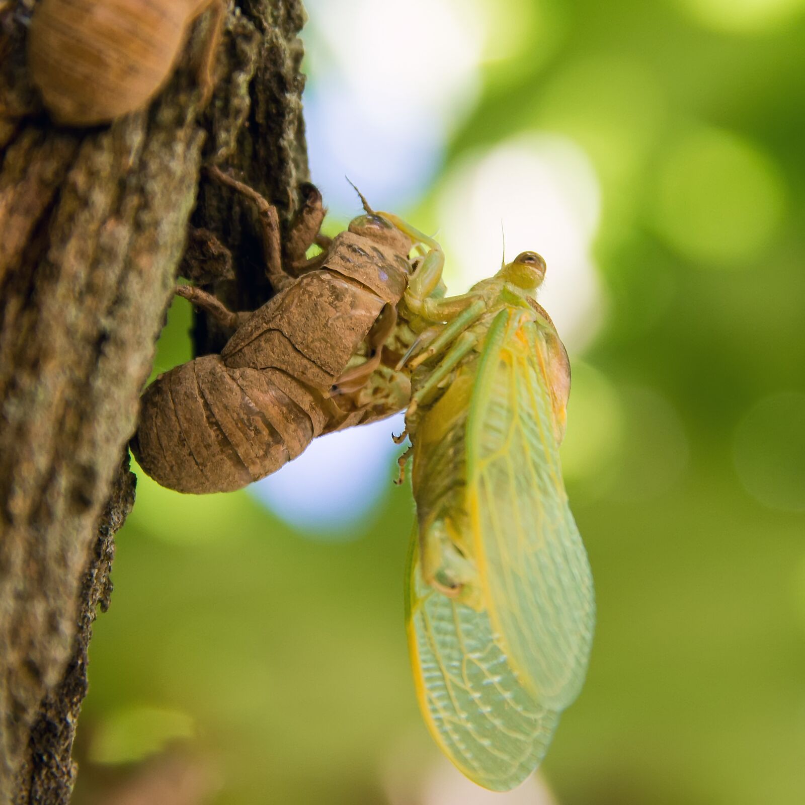 Canon EOS 550D (EOS Rebel T2i / EOS Kiss X4) sample photo. Birth, cicada, windmill gard photography