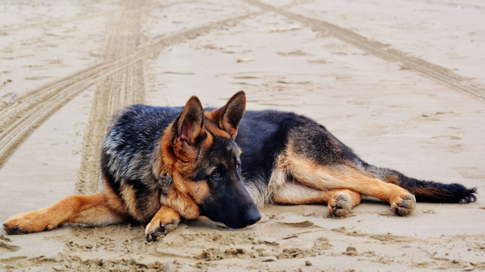 Nikon D3100 sample photo. Animal, black, brown, canine photography