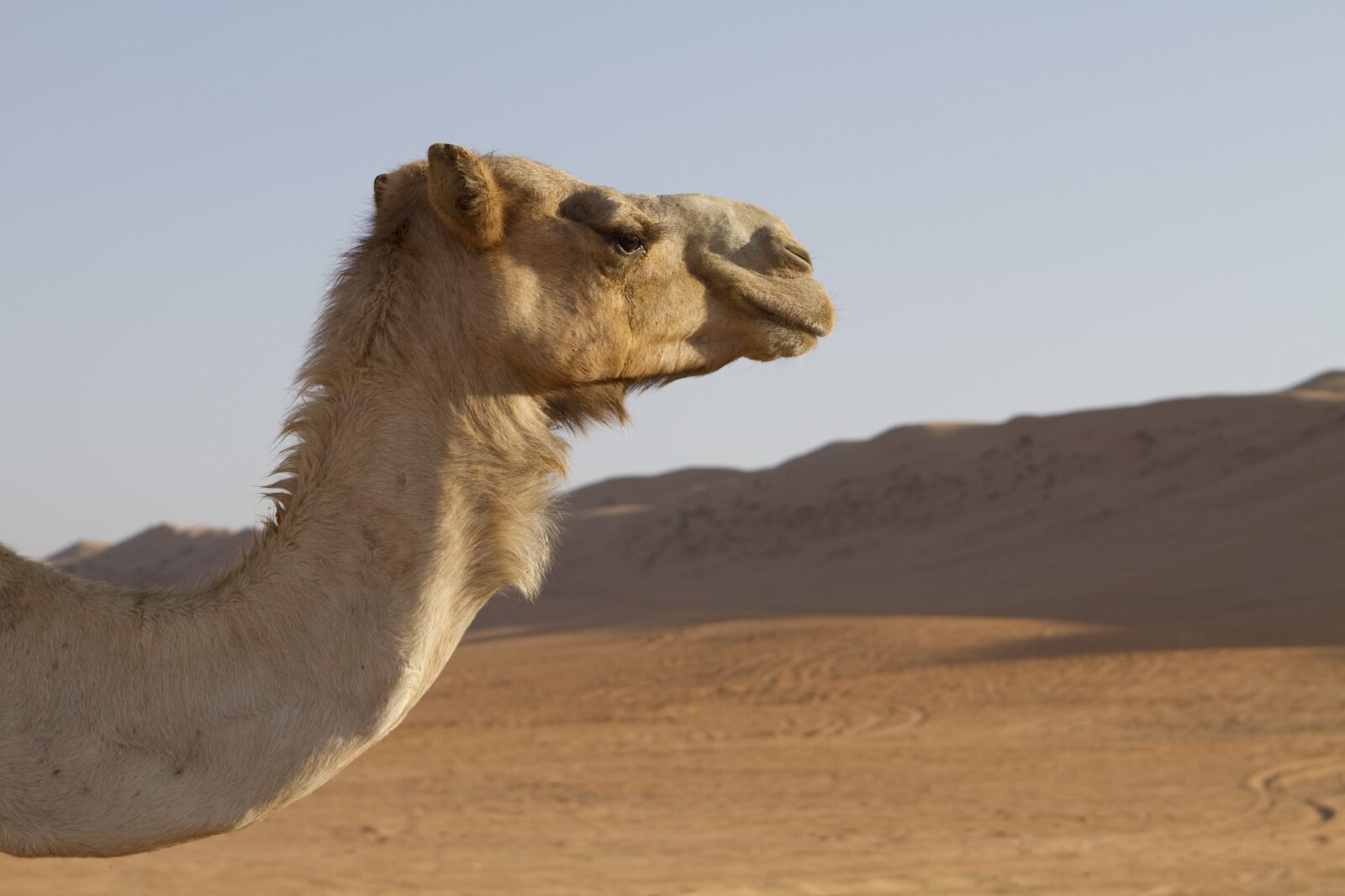 Canon EOS 7D sample photo. Camel, desert, sand photography