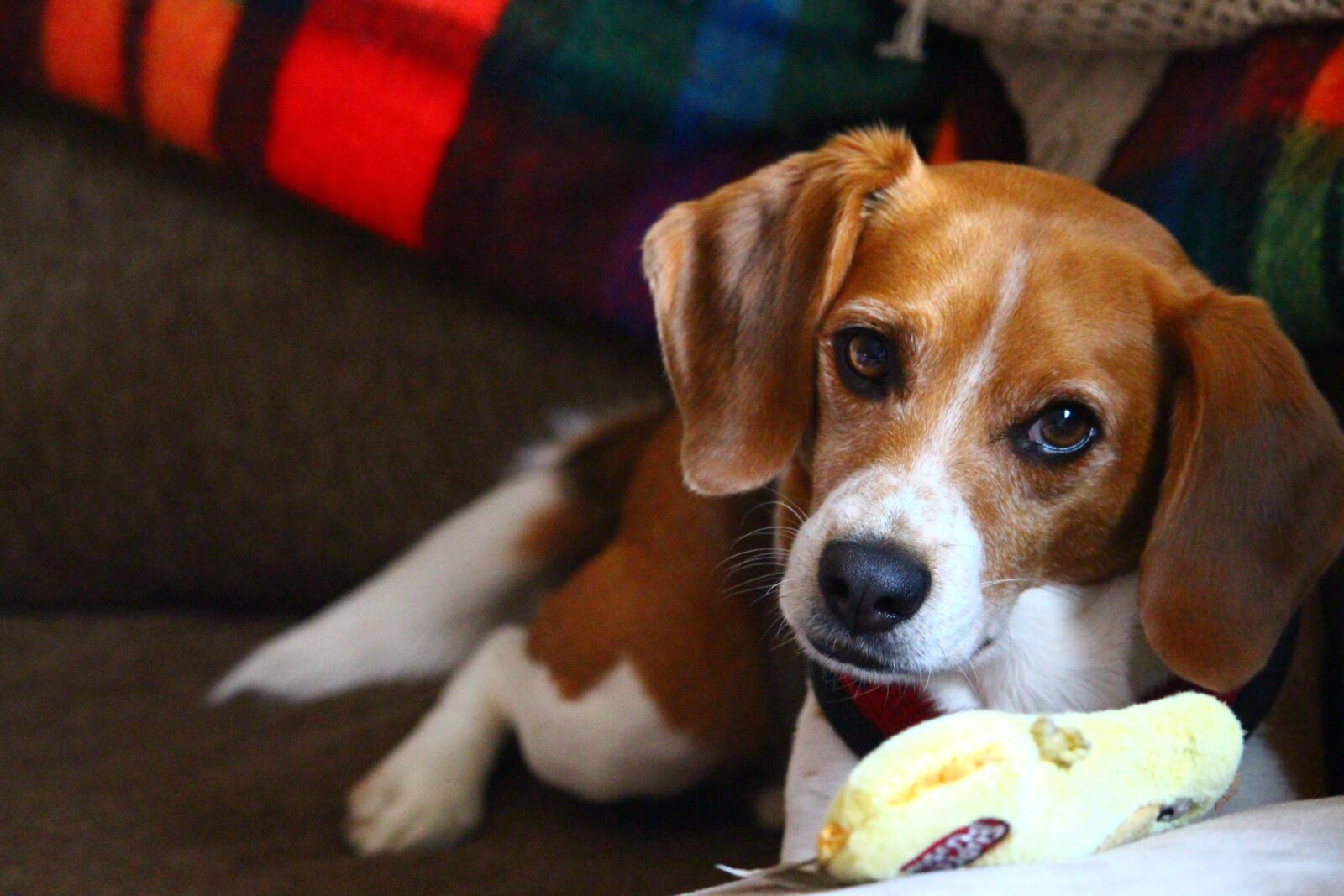 Canon EOS 700D (EOS Rebel T5i / EOS Kiss X7i) sample photo. Beagle, chew toy, toy photography