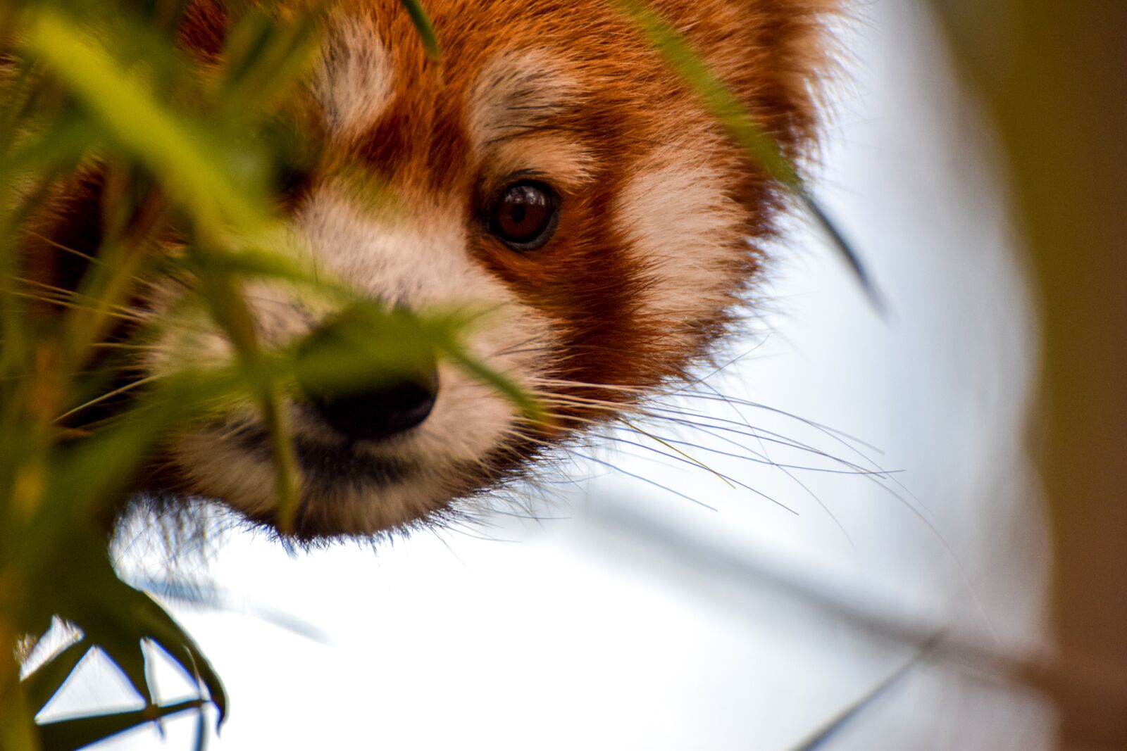 Nikon D5300 sample photo. Red panda, panda, animal photography