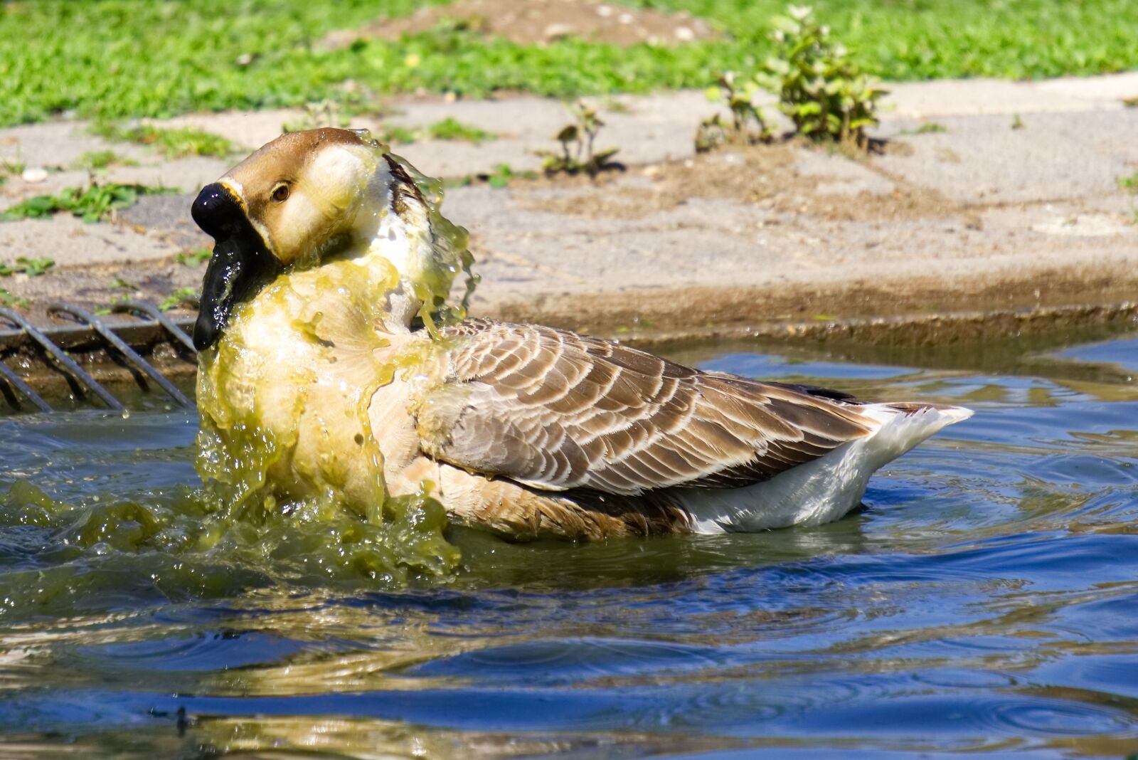 Sony a6000 sample photo. Goose, water, animal photography