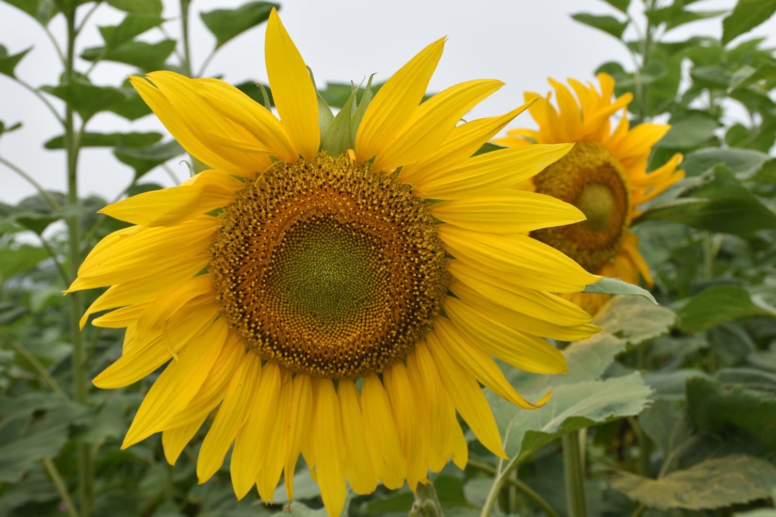 Nikon D5600 sample photo. Flora, flower, nature photography