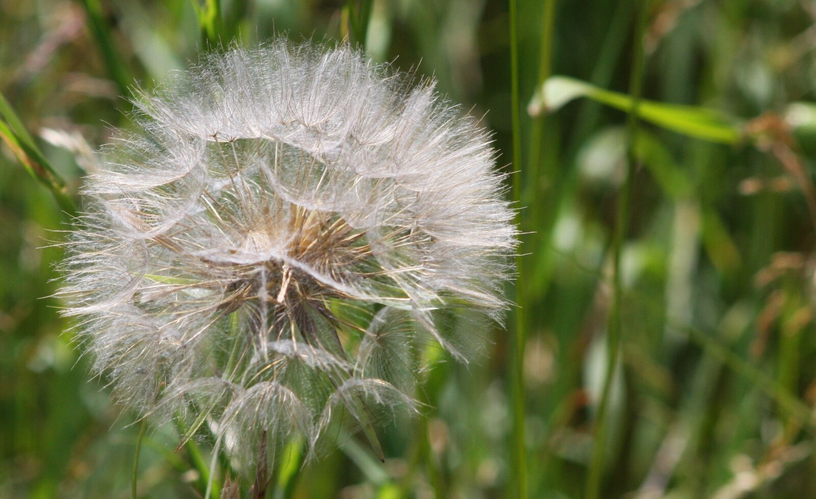Canon EOS 40D sample photo. Dandelion, nature, close up photography