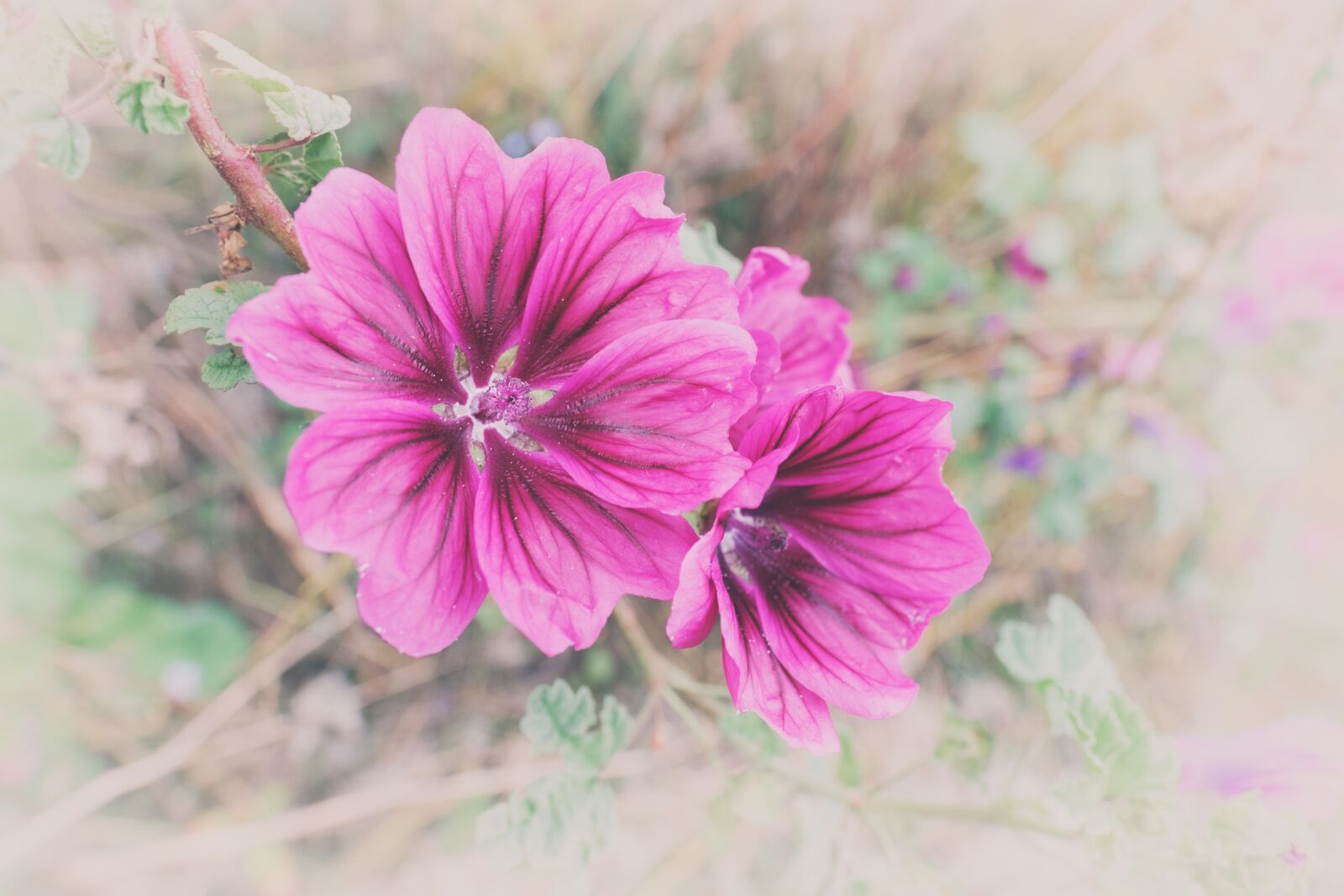 Fujifilm X-T2 + Fujifilm XF 16mm F1.4 R WR sample photo. Roses-mallow, mallow, rose mallow photography