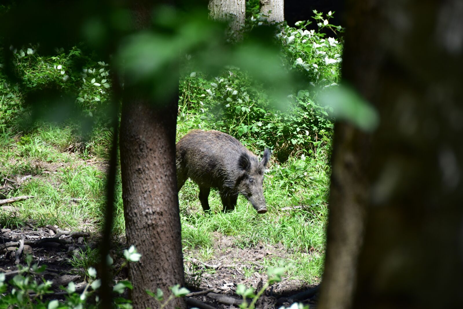 Nikon D5600 sample photo. Wild boar in the photography