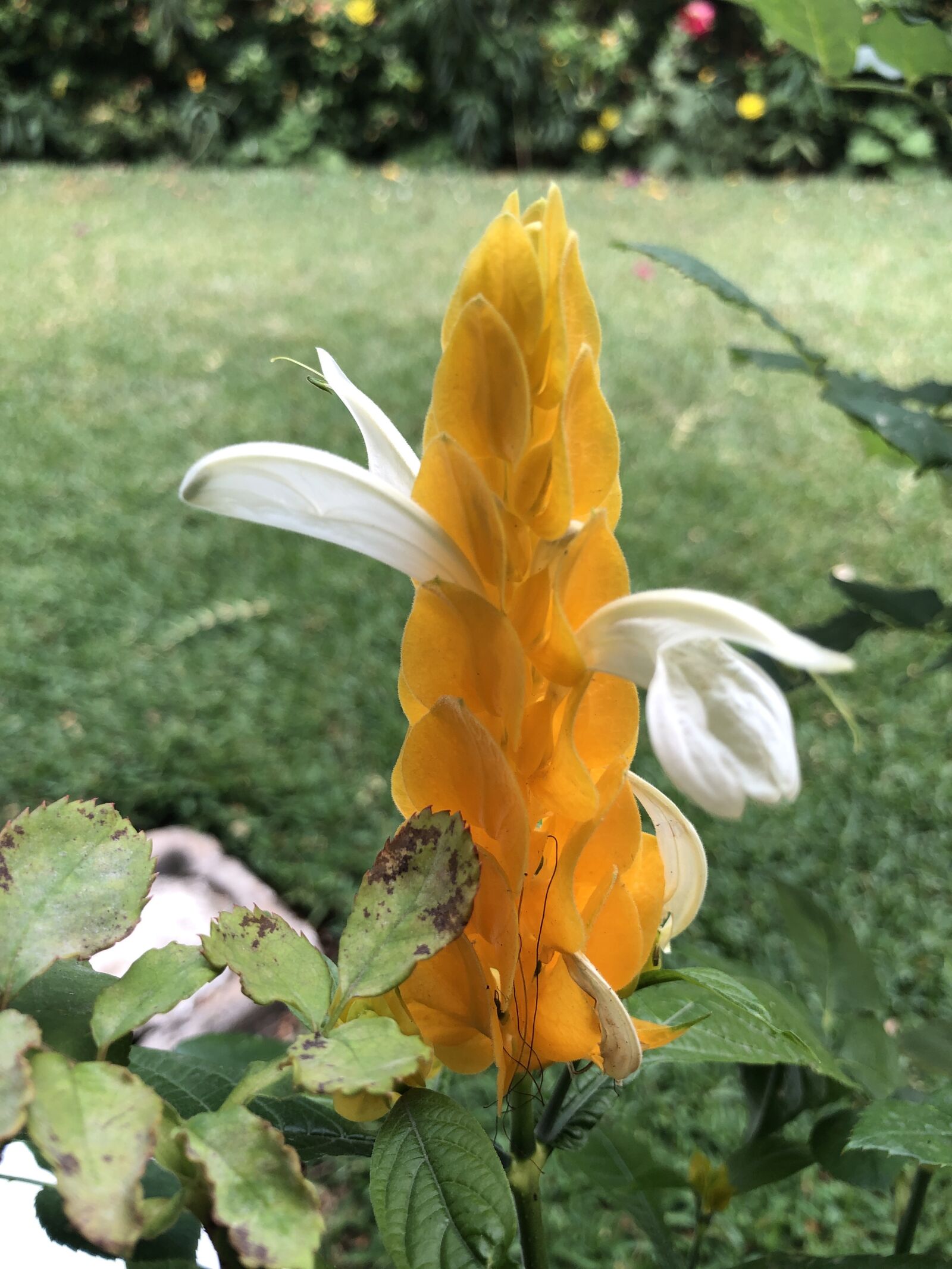 iPhone 8 back camera 3.99mm f/1.8 sample photo. Garden, flowers, field photography