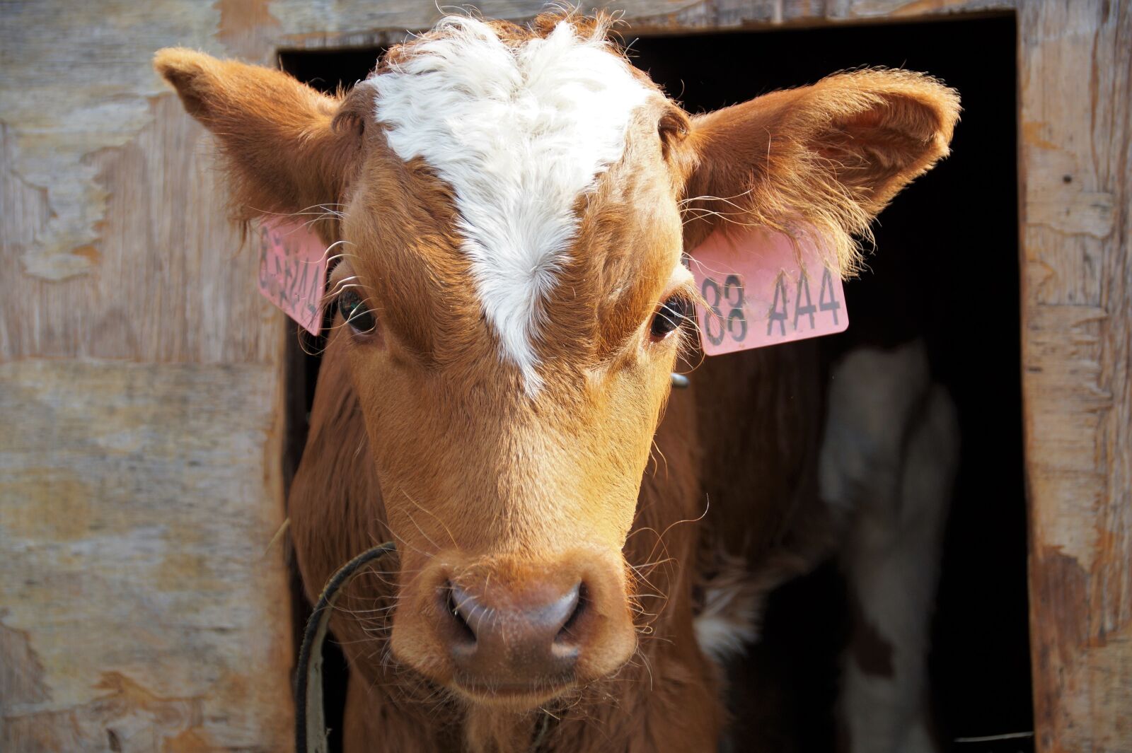 Sony SLT-A58 sample photo. Cow, calf, cub photography