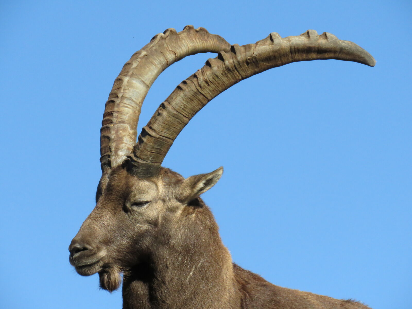 Canon PowerShot SX60 HS sample photo. Goat, grumpy, high, majestic photography