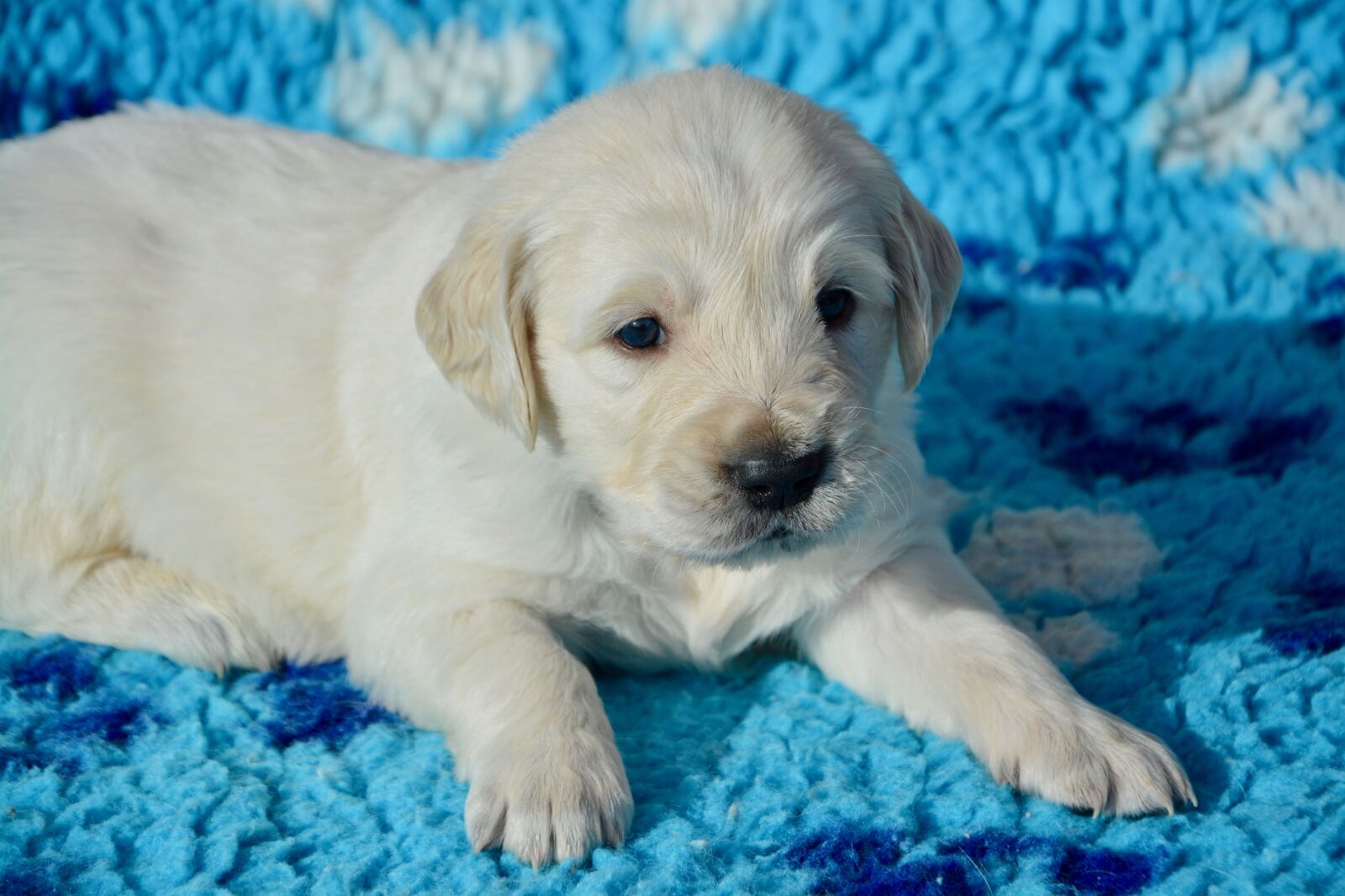 Nikon D5200 sample photo. Dog, golden retriever puppy photography