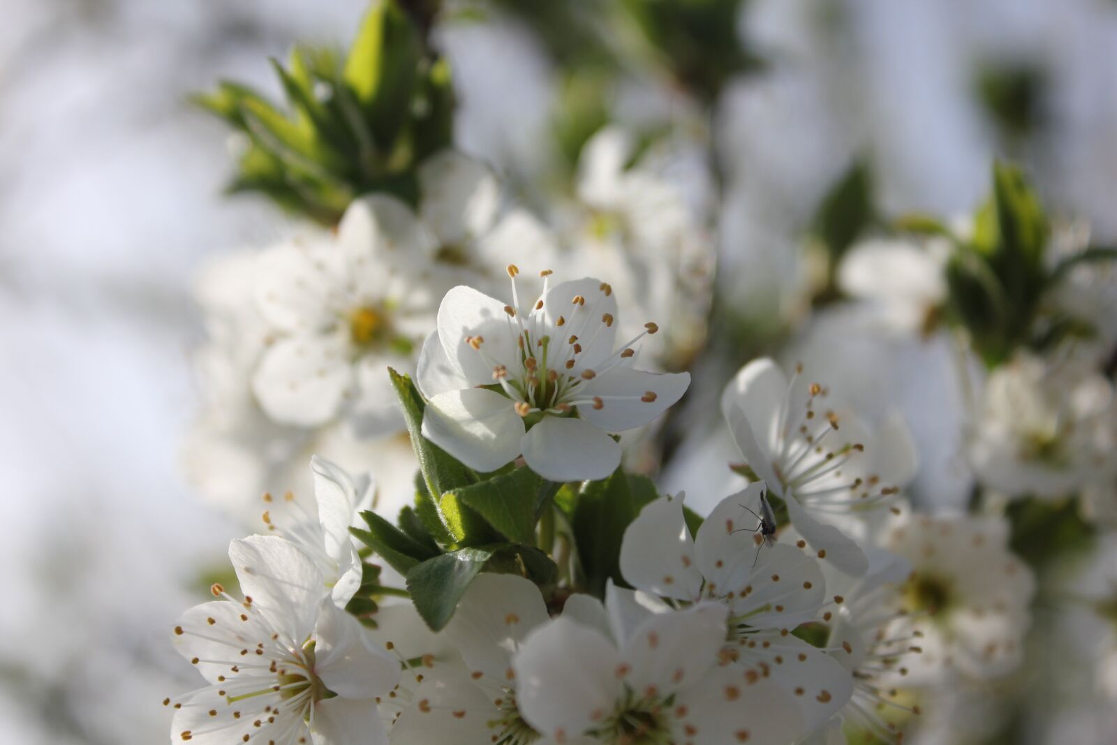 Canon EOS 550D (EOS Rebel T2i / EOS Kiss X4) sample photo. Flower, spring, branch photography