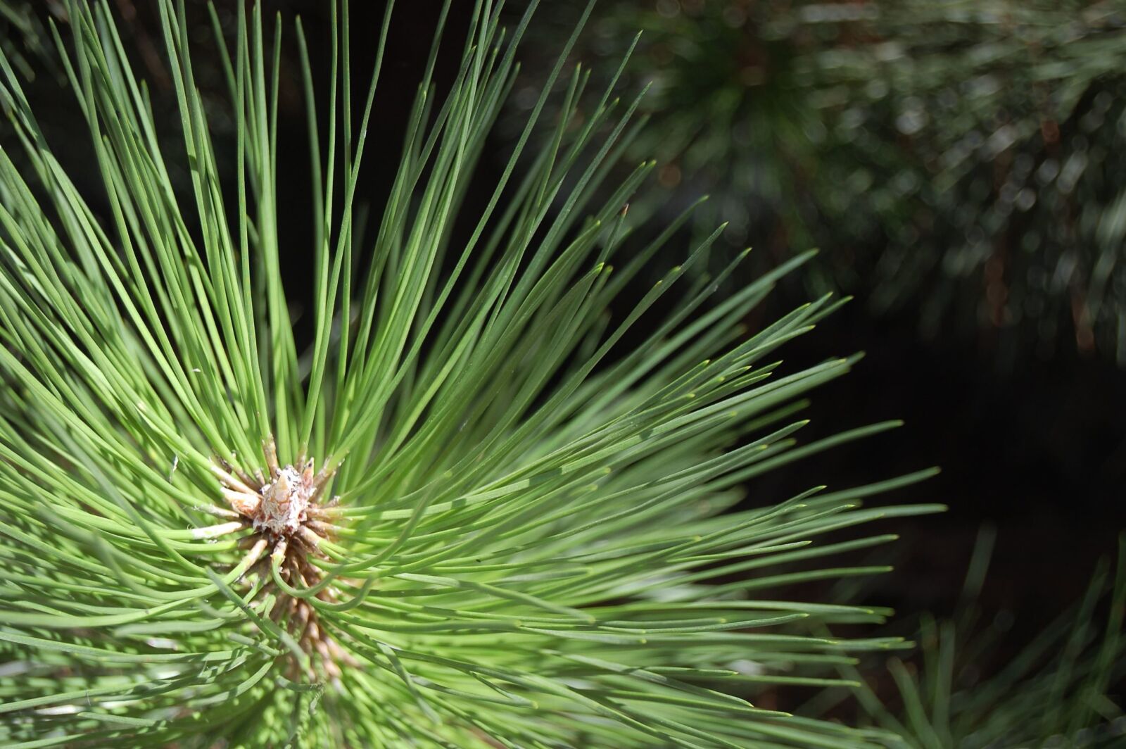 Nikon D40 sample photo. Leaf, pine tree, conifer photography