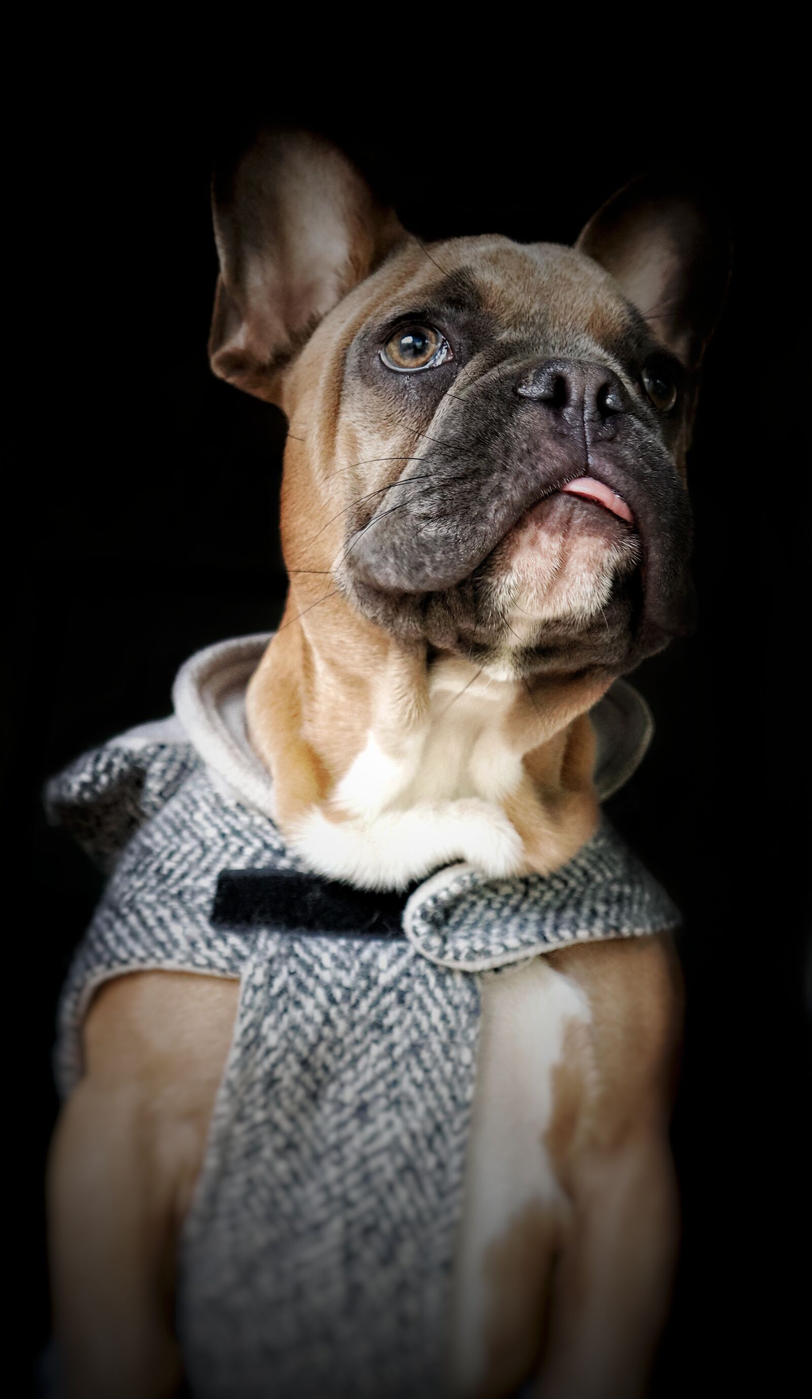 Canon EF-M 15-45mm F3.5-6.3 IS STM sample photo. Dog, puppy, pet photography