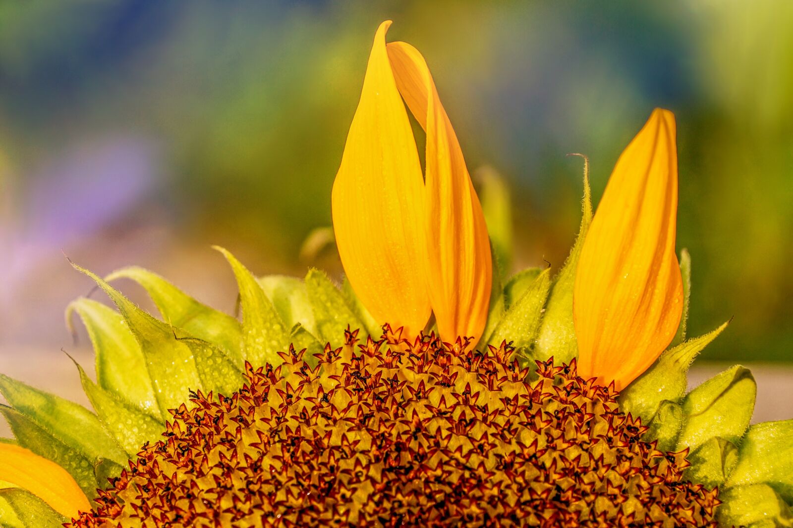 Sony ILCA-77M2 + Sony DT 18-135mm F3.5-5.6 SAM sample photo. Sunflower, petals, faded photography