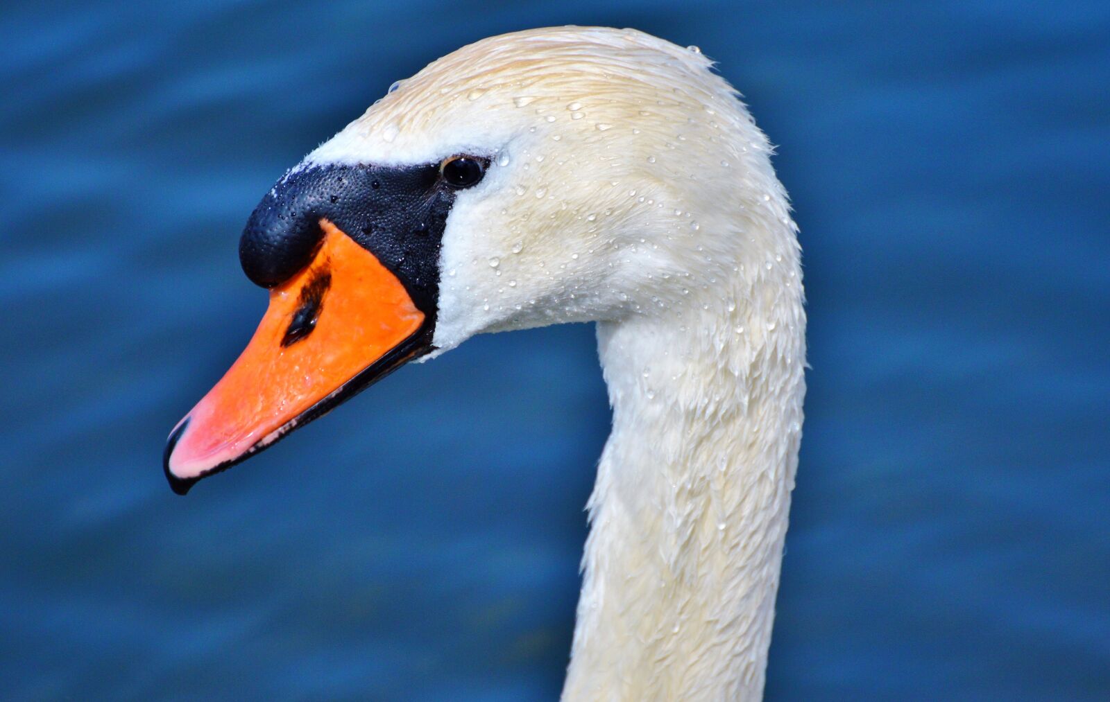 Nikon D3200 sample photo. Swan, swan head, water photography