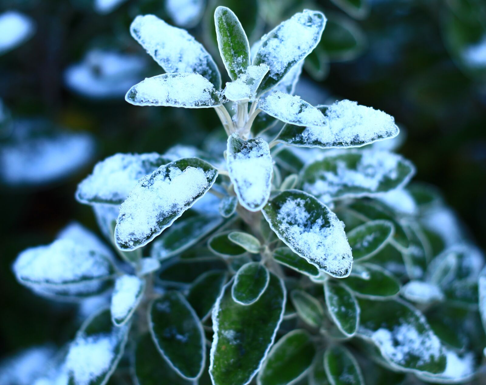 Canon EOS 5D Mark II sample photo. Nature, flora, tree photography