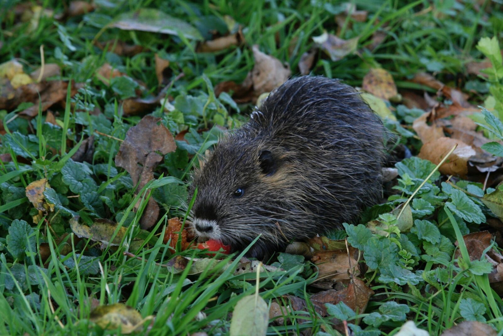 Canon EOS 400D (EOS Digital Rebel XTi / EOS Kiss Digital X) sample photo. Muskrat, rodent, nager photography