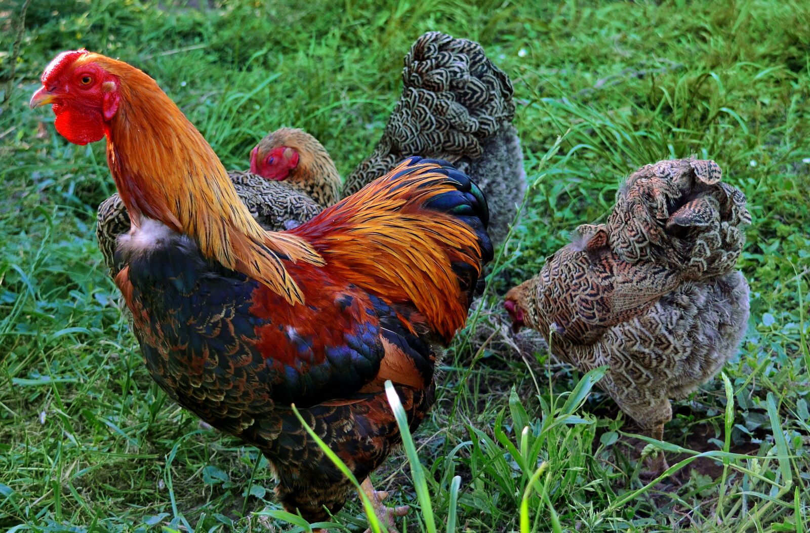 Nikon D5200 sample photo. Hahn, farm, gockel photography