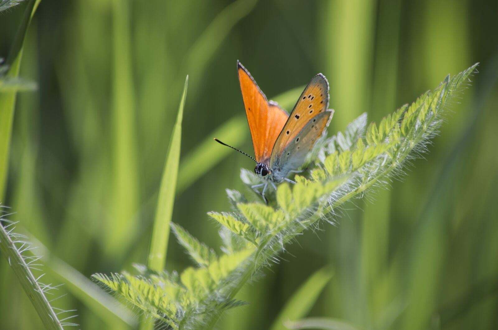 Nikon D3200 sample photo. Butterfly, nature, grass photography
