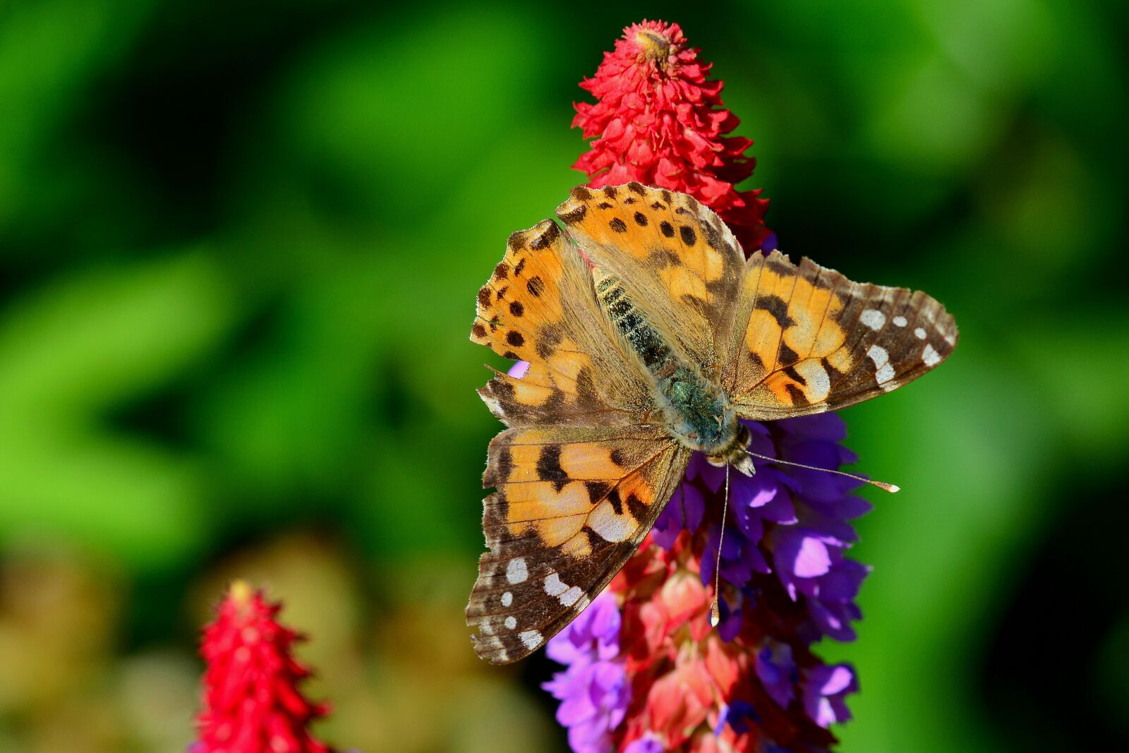 Nikon D5200 sample photo. Butterfly, blossom, bloom photography