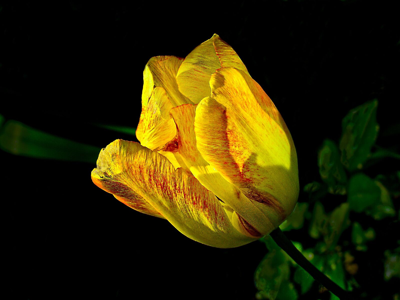 Sony DSC-V3 sample photo. Tulip, spring, nature photography