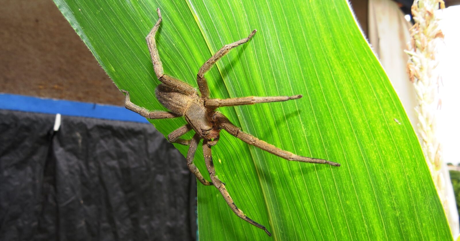 Canon PowerShot SX50 HS sample photo. Macro, insect, spider photography