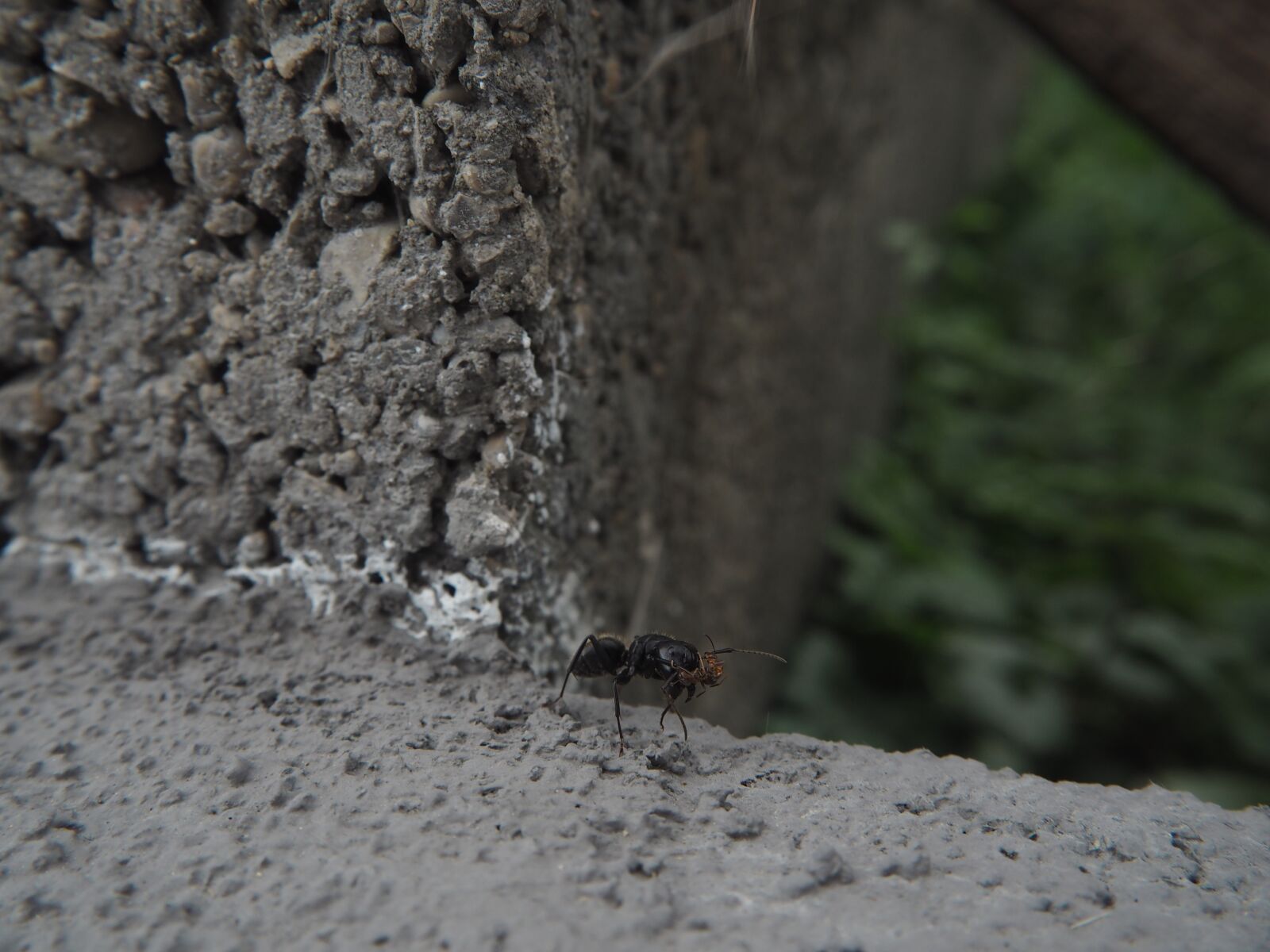 Olympus PEN E-PL7 sample photo. Ant, insect, red ant photography