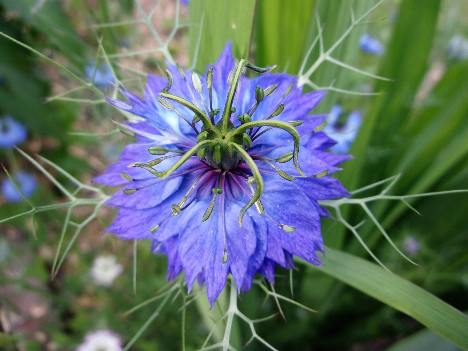 JK KODAK PIXPRO X53 sample photo. Damascus nigella, flower, blue photography