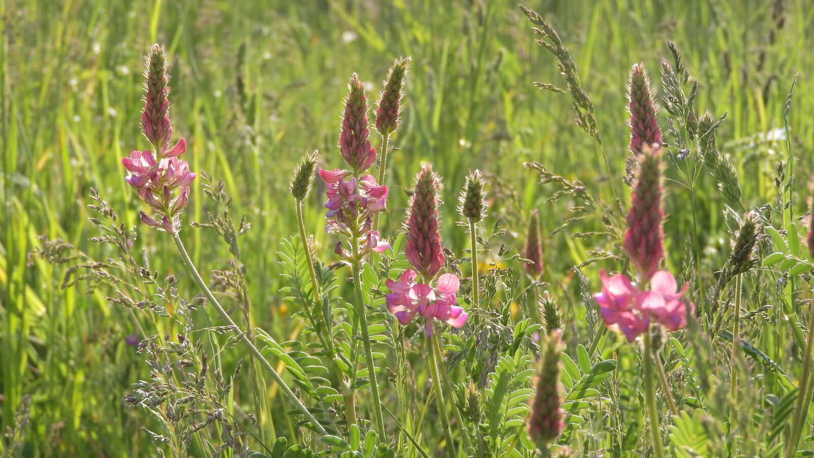 Nikon Coolpix P610 sample photo. The flowers in the photography