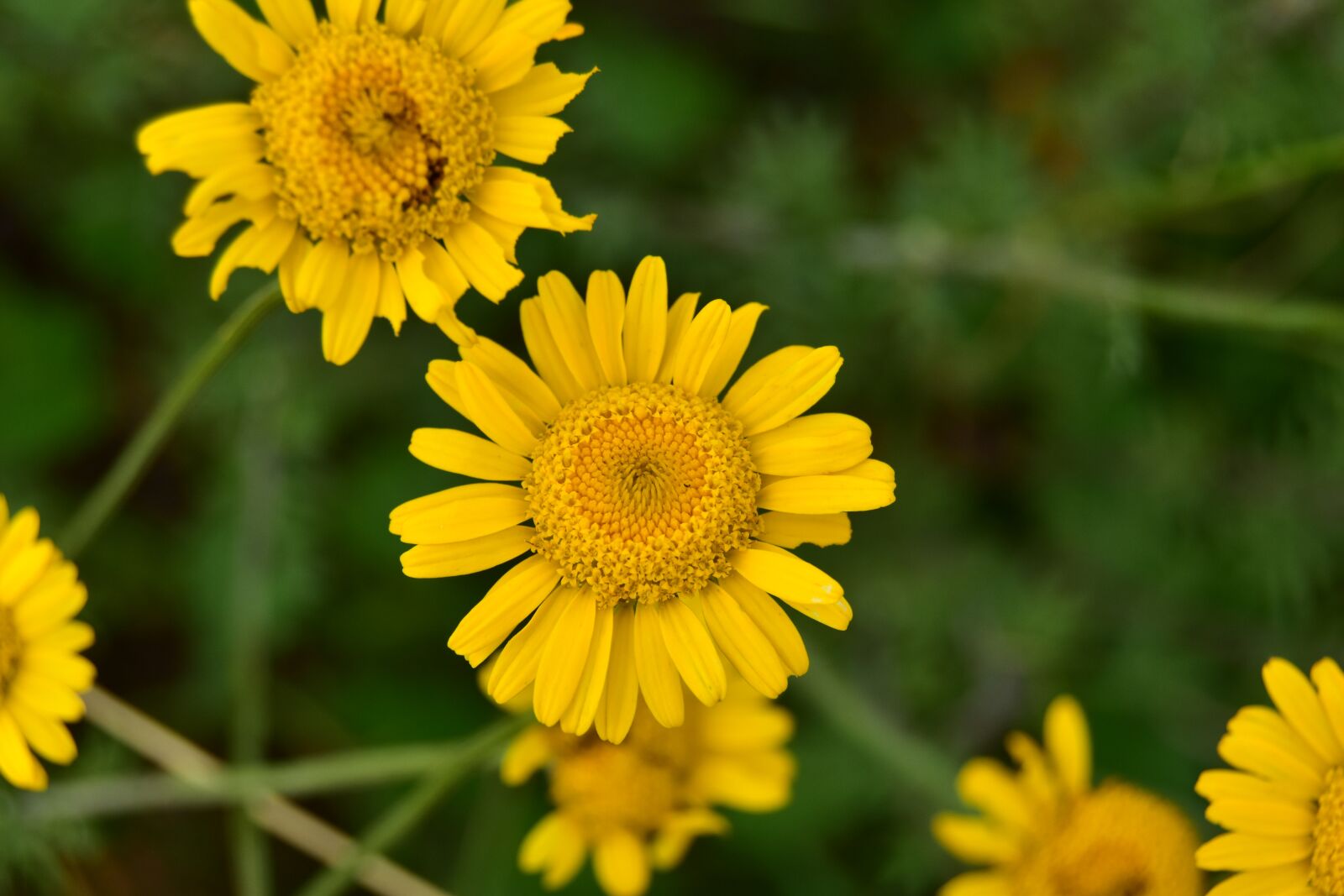 Nikon D5600 sample photo. Flowers in spring, flowers photography