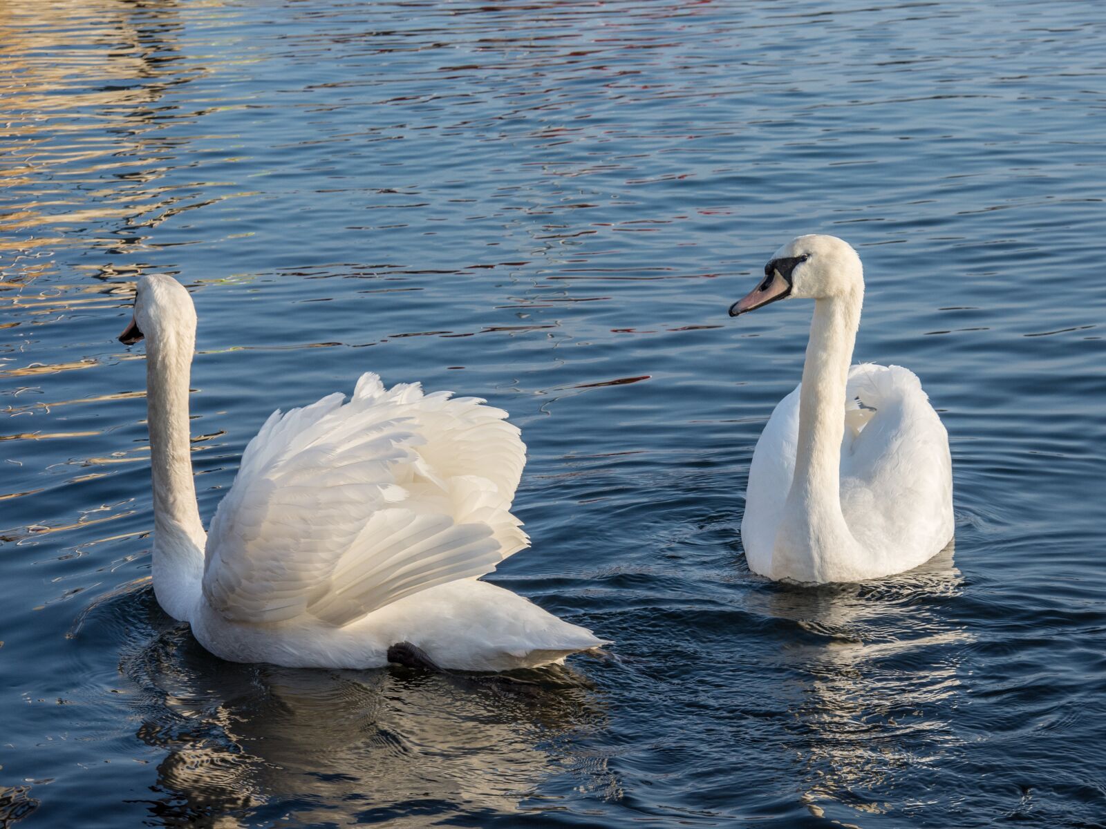 Nikon D7200 sample photo. Swan, sea, water photography