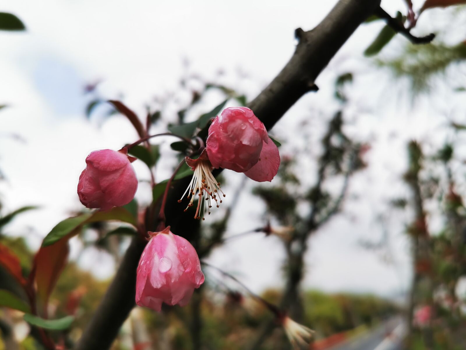 HUAWEI P30 Pro sample photo. Flower, spring, nature photography