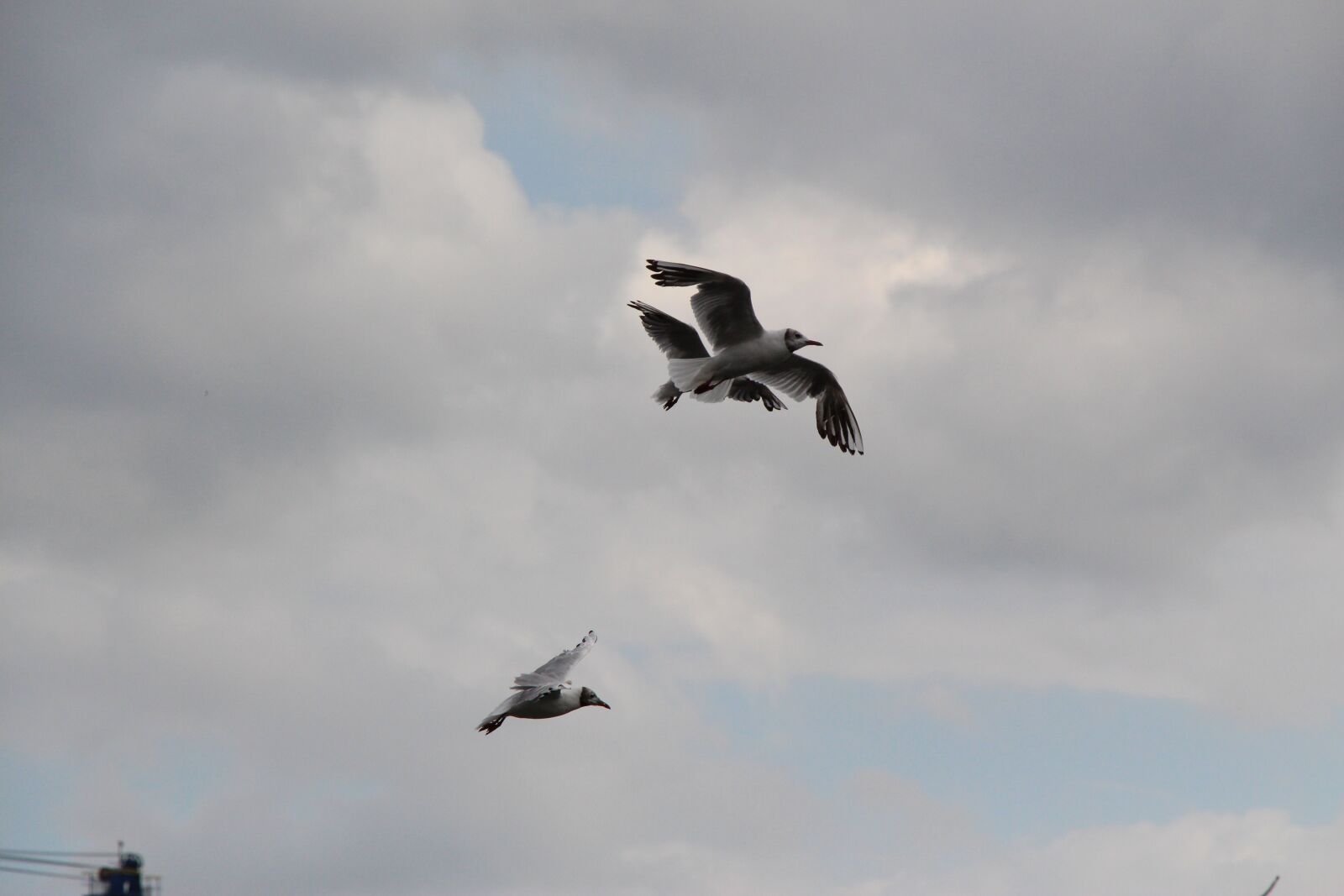 Canon EOS 650D (EOS Rebel T4i / EOS Kiss X6i) sample photo. Seagull, gulls, birds photography